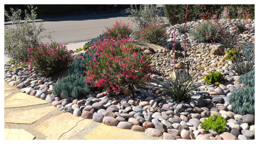 Image showing a xeriscaping border