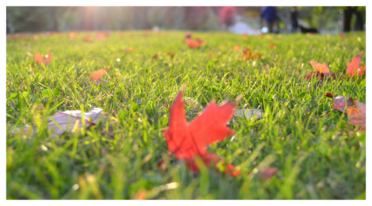 Sunny lawn covered in autumn leaves