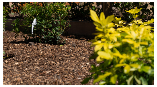 Why Mulching in September is Essential?