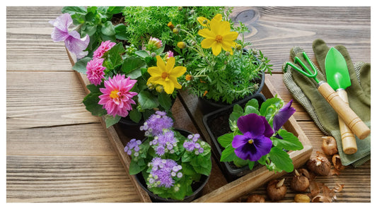 Your Guide to Planting Summer Annuals & Perennials