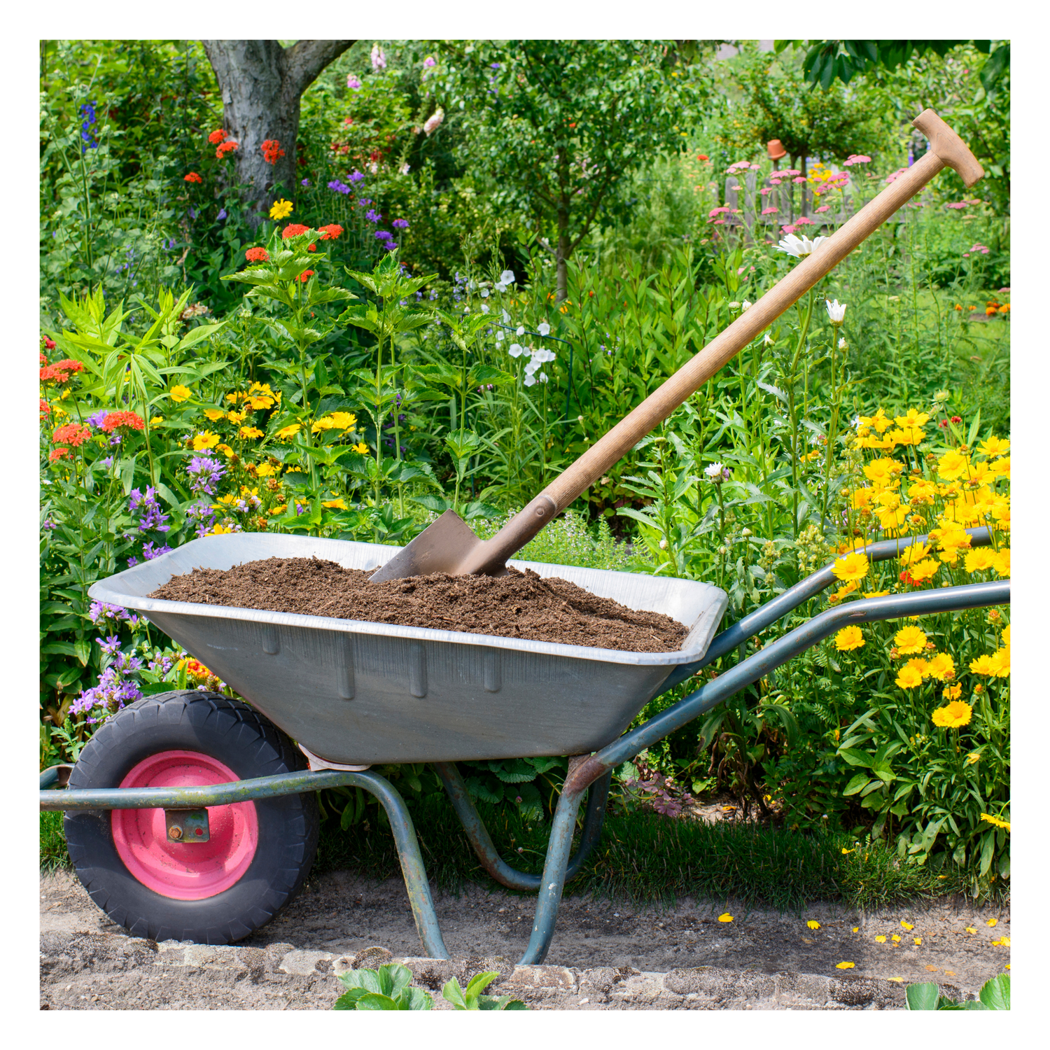 Compost in wheelbarrow with shovel