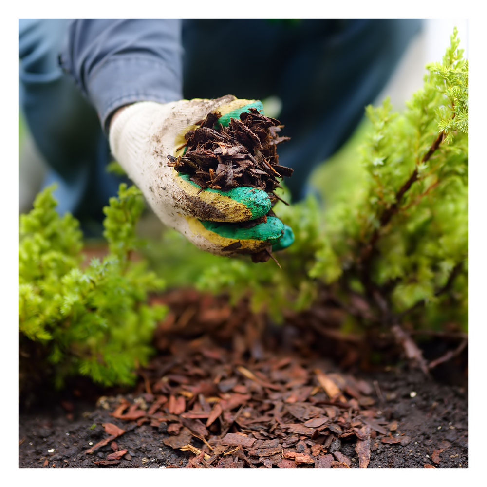 Why garden mulching in September is an essential task to add to your