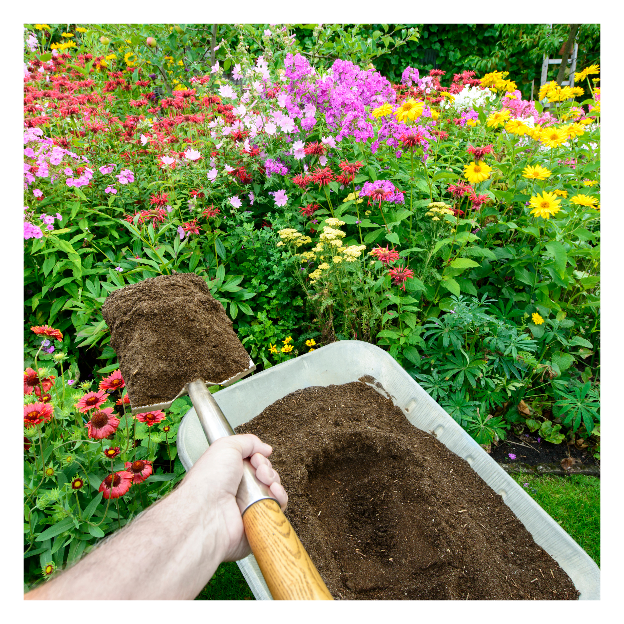 Topsoil in wheelbarrow and shovel by plants