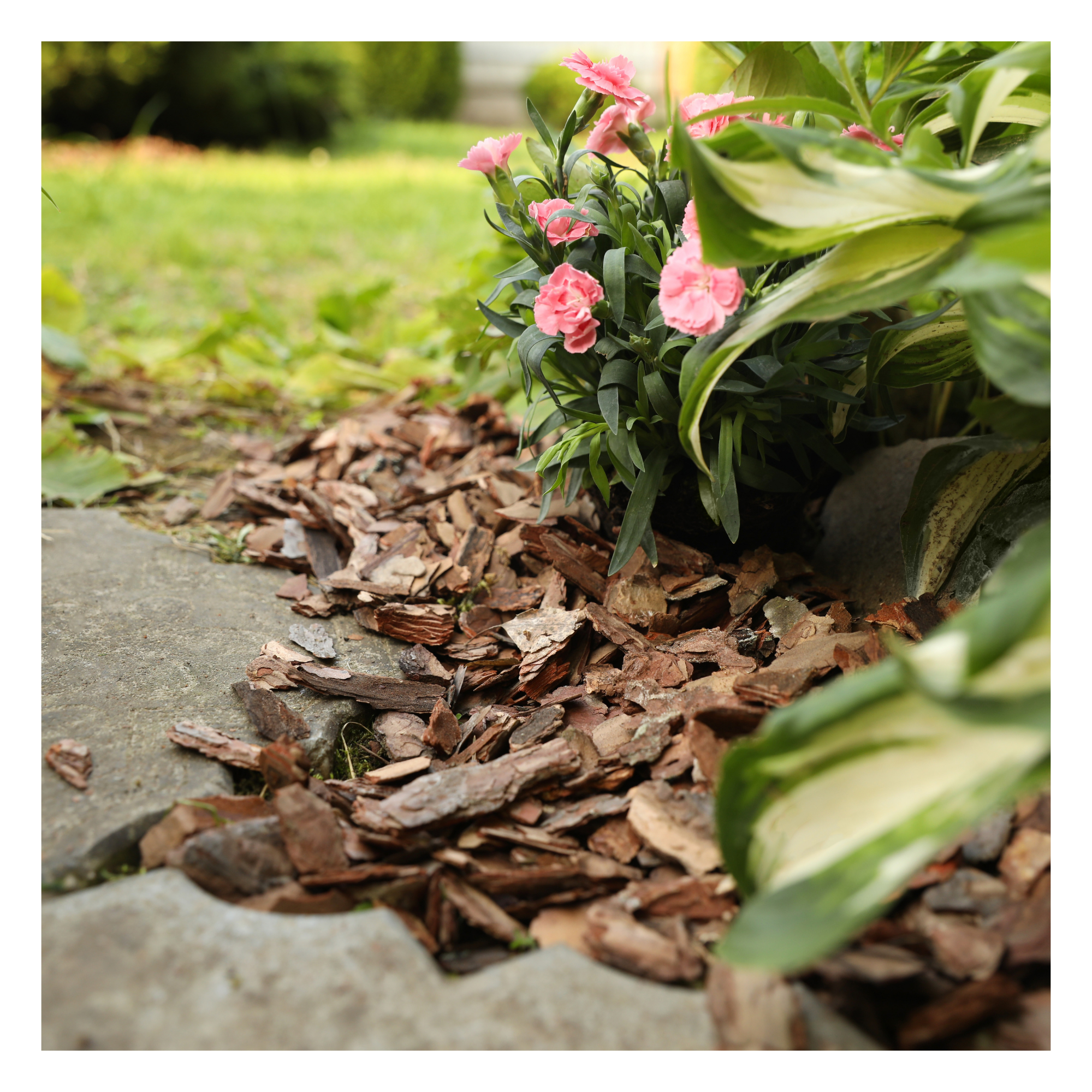 Bark placed around plants