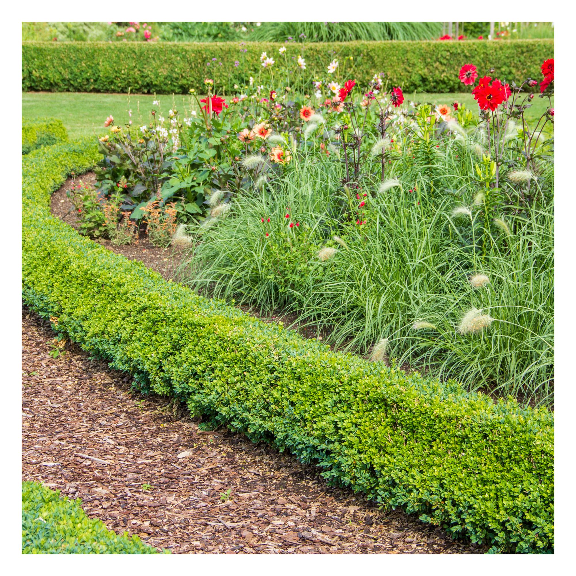 Bark placed around plant and hedge border