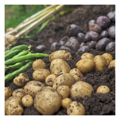 Potatoes and green beans in Eco Organic Fruit & Veg Compost