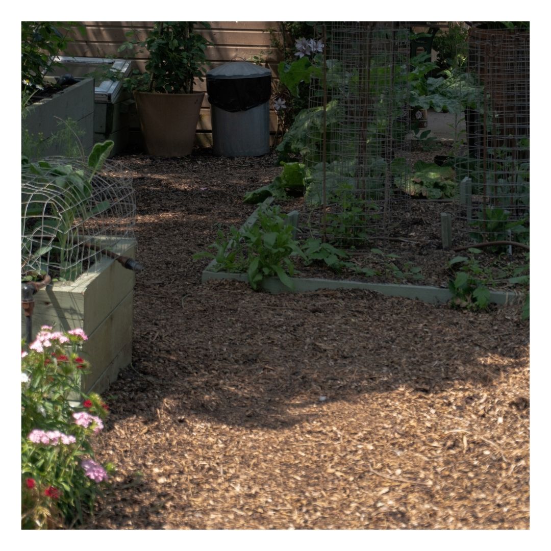 Eco Garden Path Woodland Mulch laid out in a garden