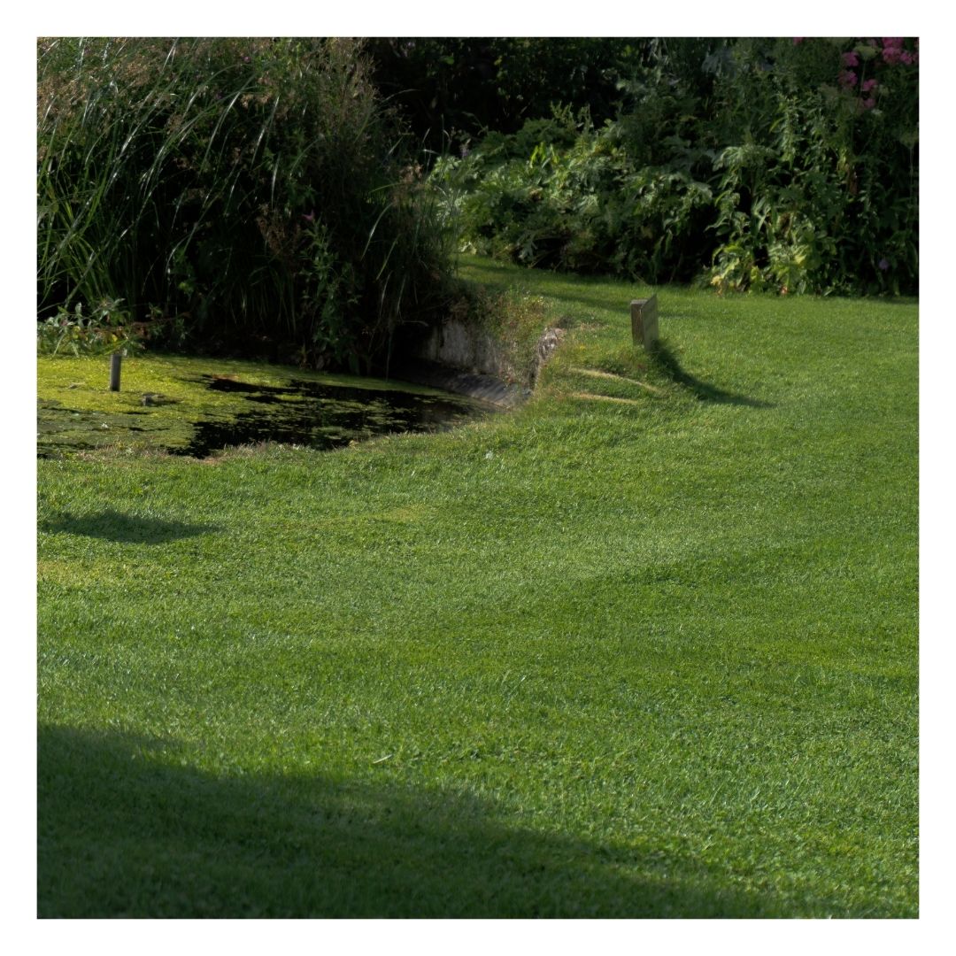 Green landscape showing a healthy lawn