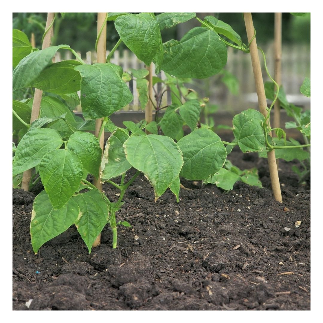 Plants growing in Eco Organic Soil Improver