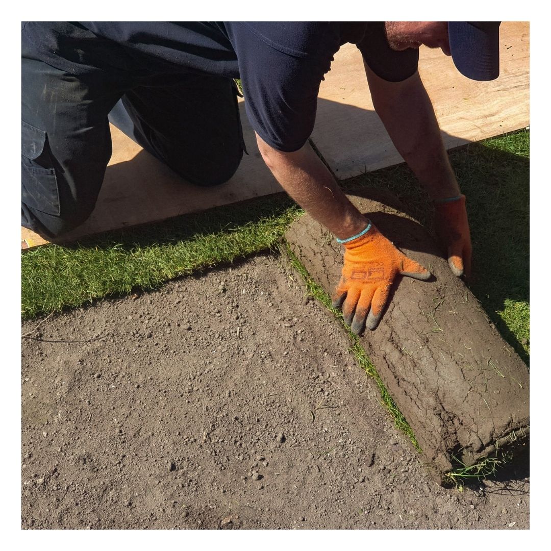 Eco Turf & Lawn Seeding Soil under a piece of turf being rolled out