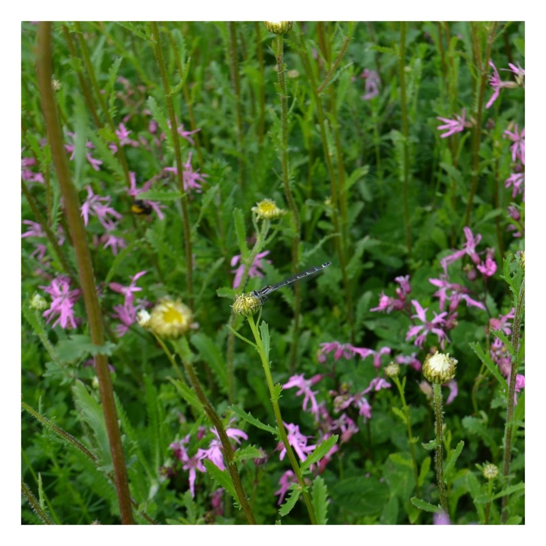 Eco Wildflower Turf with insect