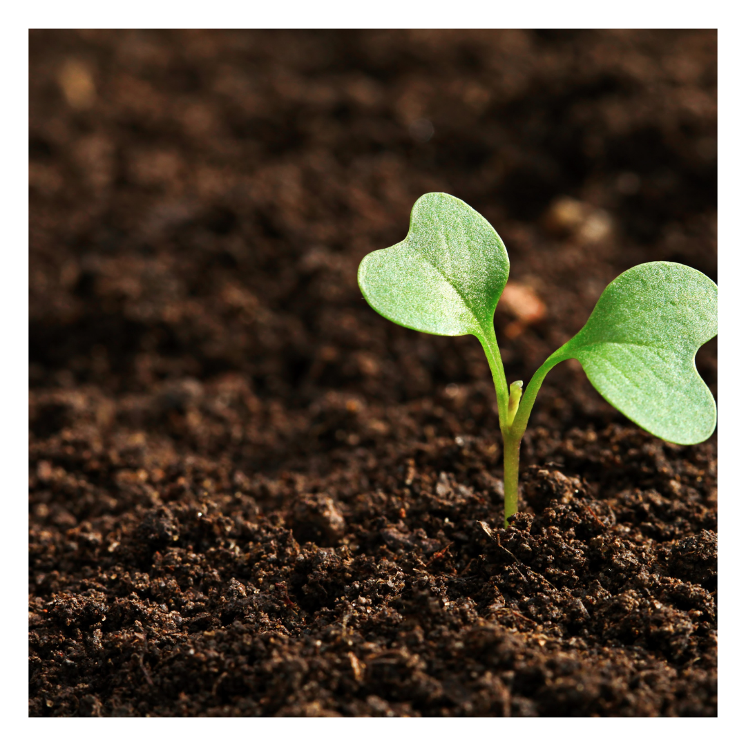 A vibrant image of ericaceous compost with a young green seedling, designed to support acid-loving plants like rhododendrons and azaleas.