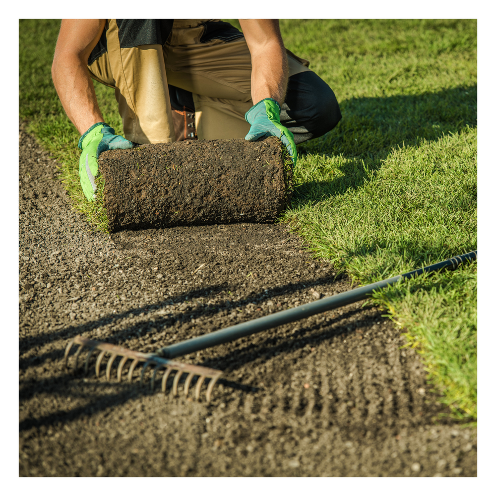 Enhance Your Lawn Health With Eco Turf & Lawn Seeding Soil – Eco ...